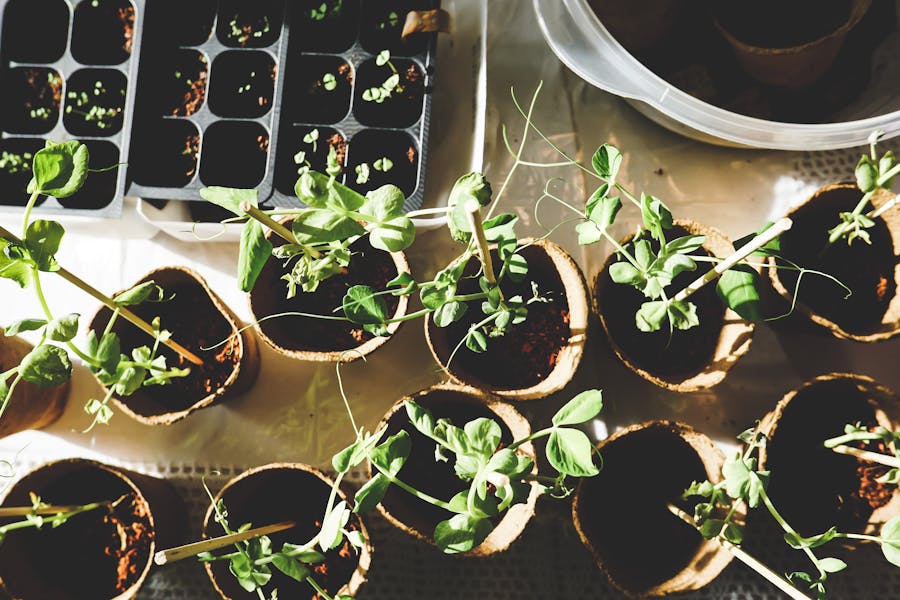 Bordes de césped perfectamente cuidados en un jardín residencial