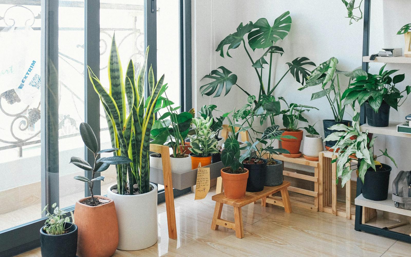 Macetas colgantes en pared de jardín con plantas variadas