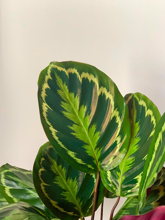 Calathea medallion con hojas verde oscuro y reverso púrpura en salón de interior