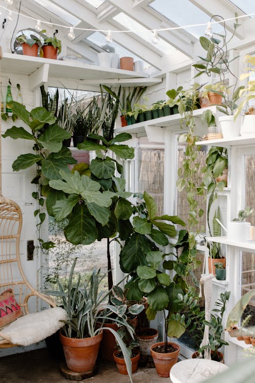 Ficus lyrata grande en maceta blanca en salón luminoso moderno