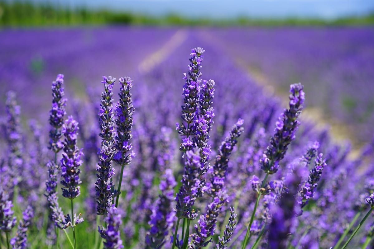 Lavender field in full bloom in a Mediterranean garden
