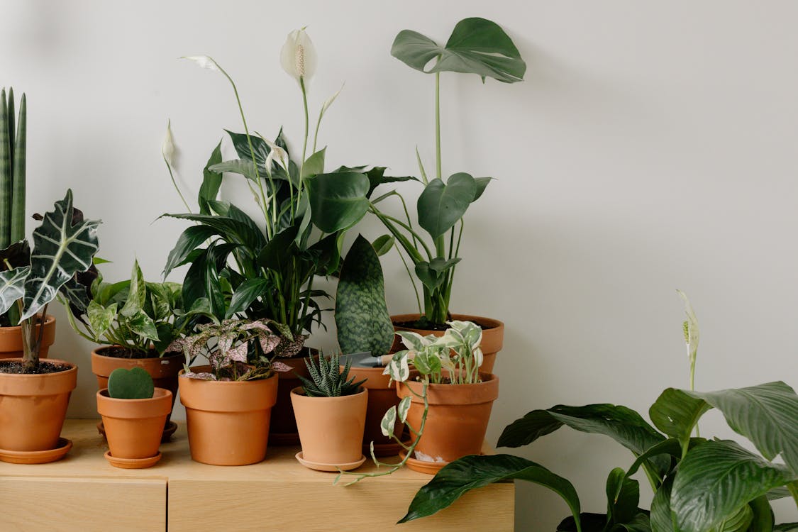 Terracotta clay pots with plants in a sunny garden
