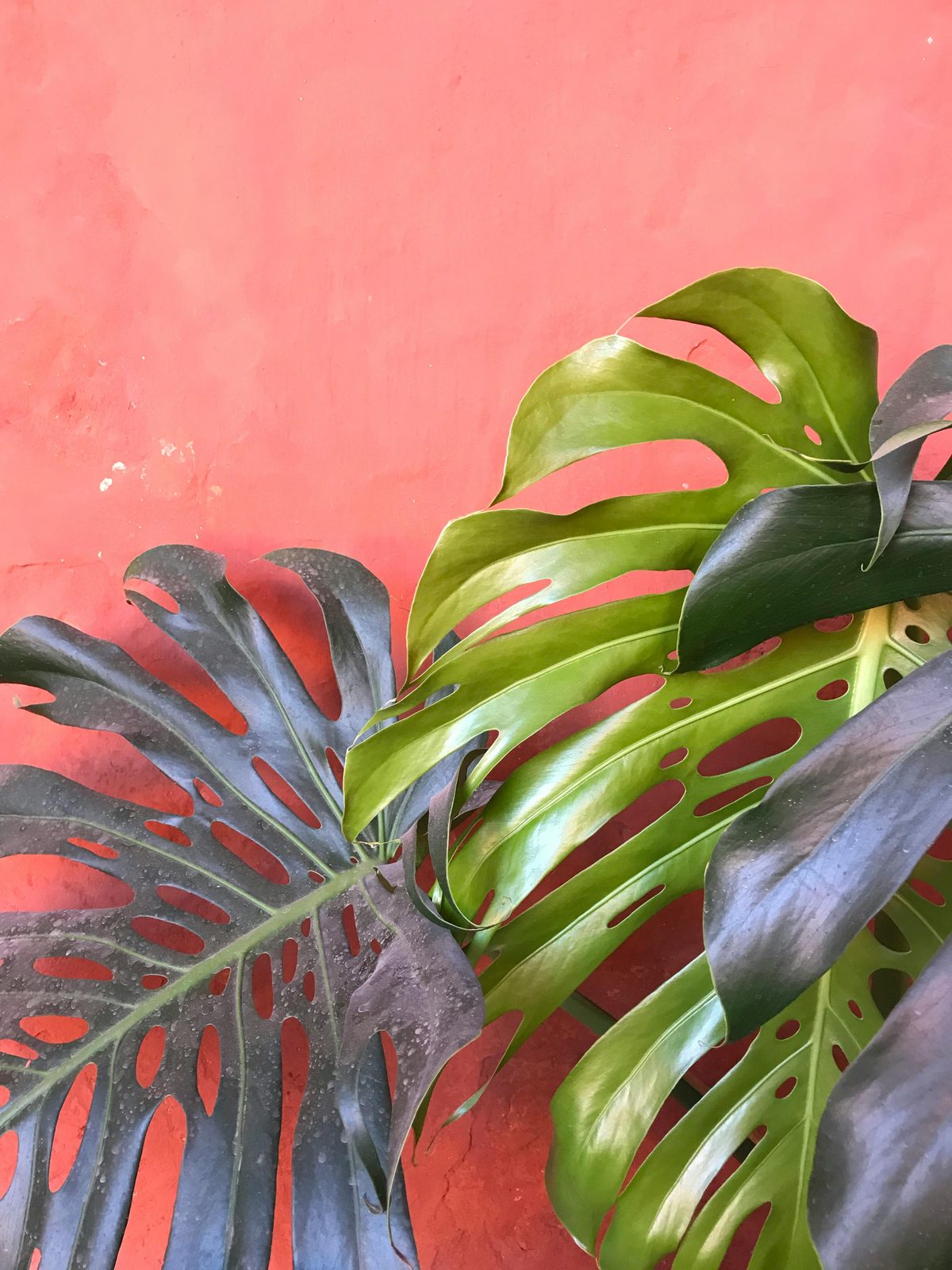 Monstera deliciosa with large fenestrated leaves in a bright living room
