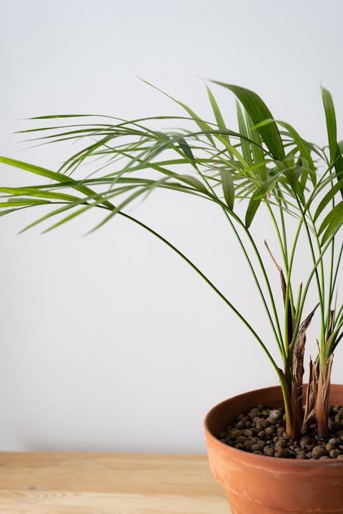 Palmera areca grande con frondas verdes exuberantes en interior luminoso