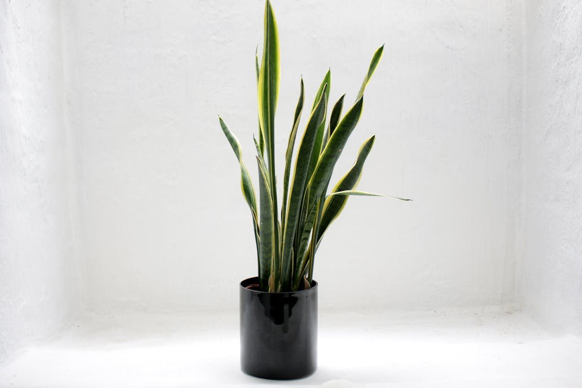 Sansevieria trifasciata laurentii en maceta de interior con hojas erguidas y bordes amarillos